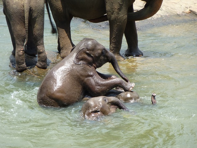 Circuit privé Sri Lanka elephant